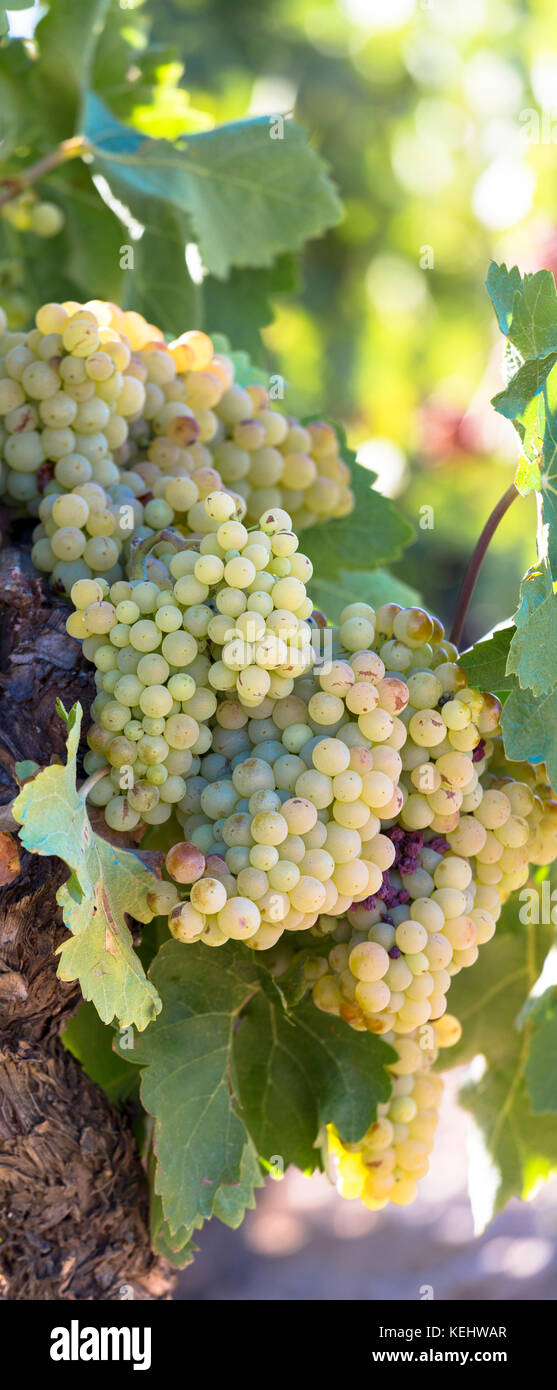 Grüne Viura Trauben für weiße Rioja-Wein im Weinberg in Rioja-Alavesa Region Baskenland, Spanien Stockfoto