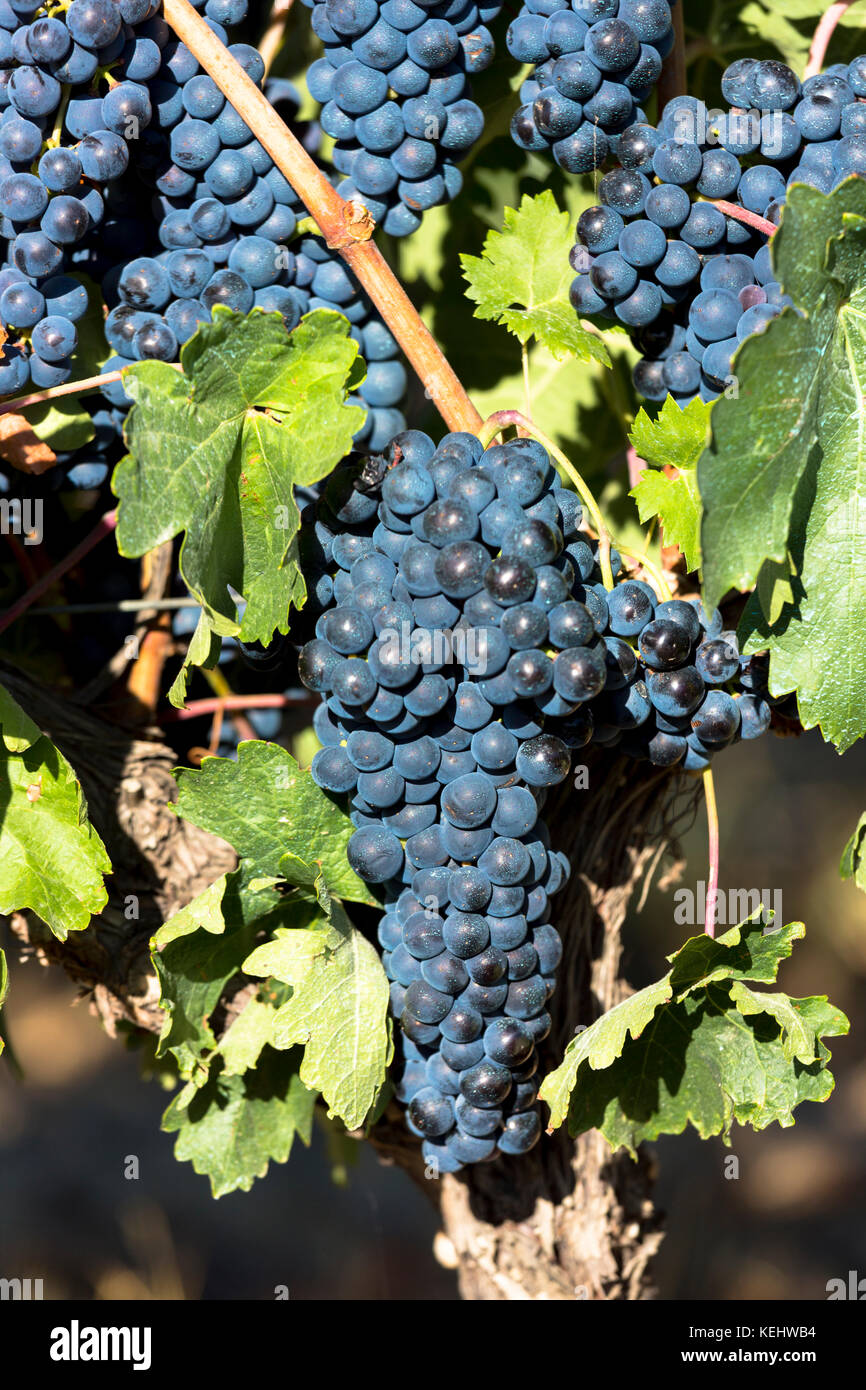 Tempranilla schwarze Trauben für Rioja Rotwein in Weinberg in Rioja-Alavesa Gebiet des Baskenlandes, Spanien Stockfoto
