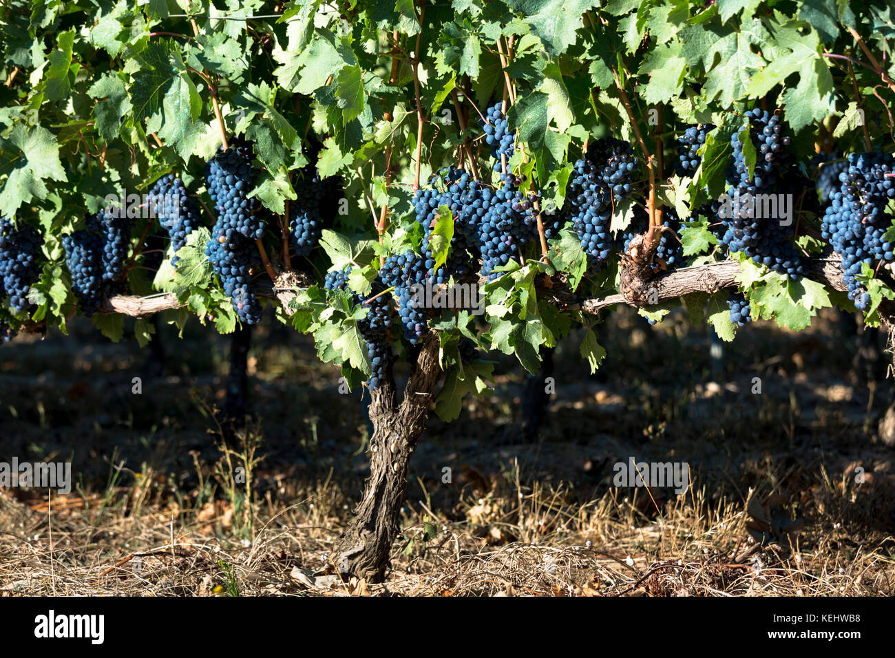 Tempranilla schwarze Trauben für Rioja Rotwein in Weinberg in Rioja-Alavesa Gebiet des Baskenlandes, Spanien Stockfoto