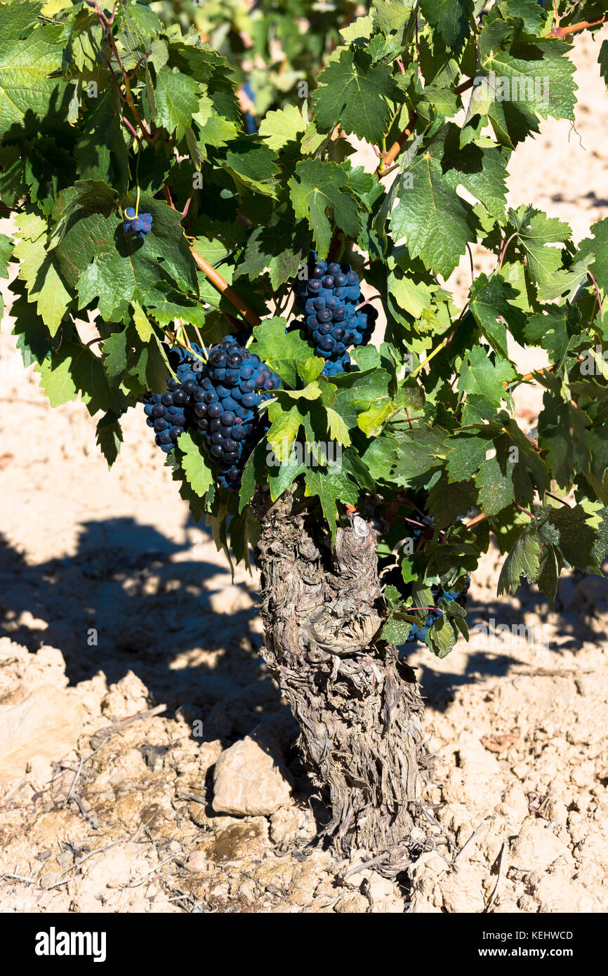 Marques de Riscal Rebe und schwarze Trauben für Rioja Rotwein bei Elciego in Rioja-Alavesa Gebiet des Baskenlandes, Spanien Stockfoto