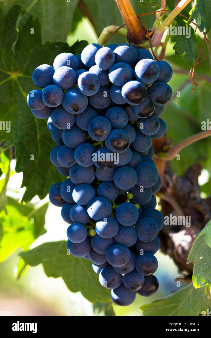Marques de Riscal schwarzen Trauben für Rioja Rotwein in Elciego in Rioja-Alavesa, Baskenland, Spanien Stockfoto