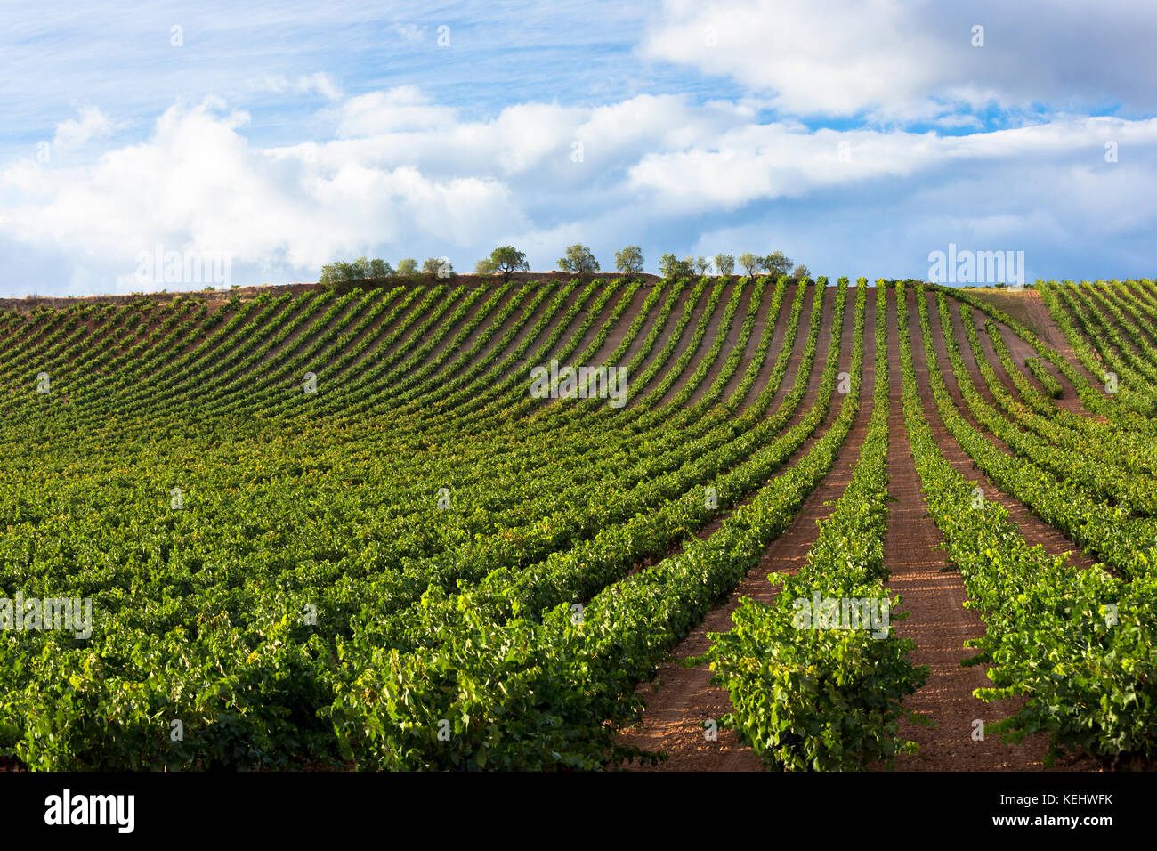 Rioja Weinberg auf Ruta Del Vino Wein Route in der Nähe von Marques de Riscal in La Rioja-Alavesa Gegend im Norden Spaniens Stockfoto