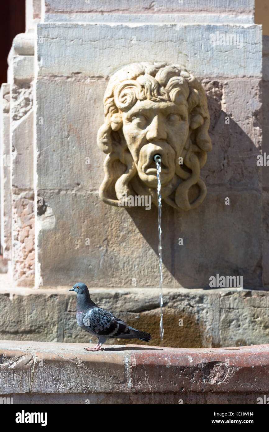 Taube am Springbrunnen in Plaza Basilika San Isidoro auf der Jakobsweg Pilgerweg Camino de Santiago in Leon, Spanien Stockfoto