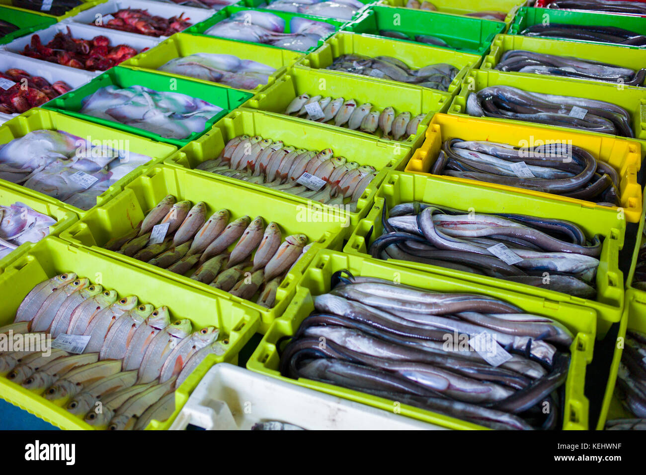 Frischer Fisch und Congeraal bei Confradia de Pescadores de Luarca, Vereinigung der Luarca Fischer, bei Puerto Luarca in Asturien, Spanien Stockfoto