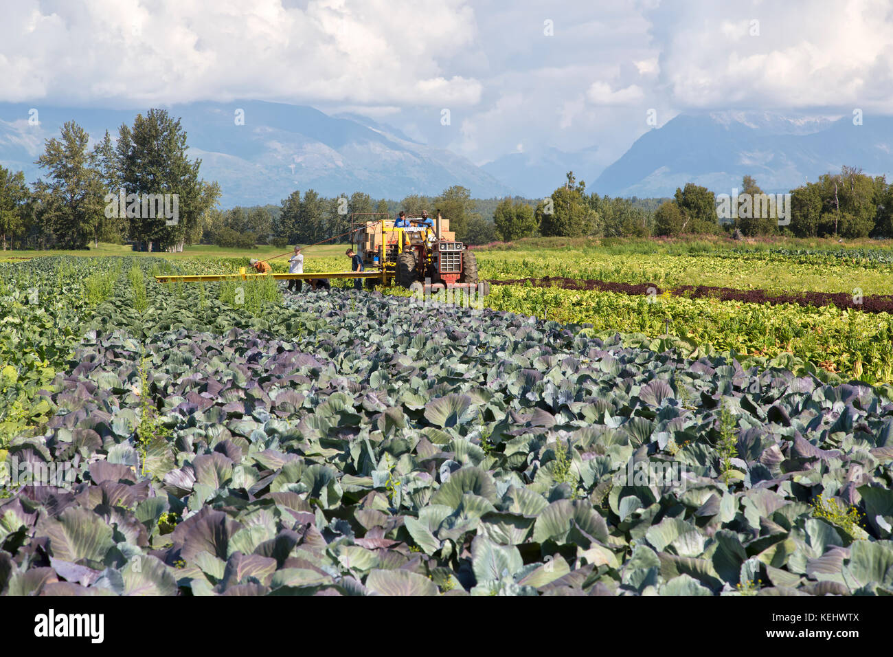 Feld crew Ernte Rotkohl 'Brassica oleracea'. Stockfoto