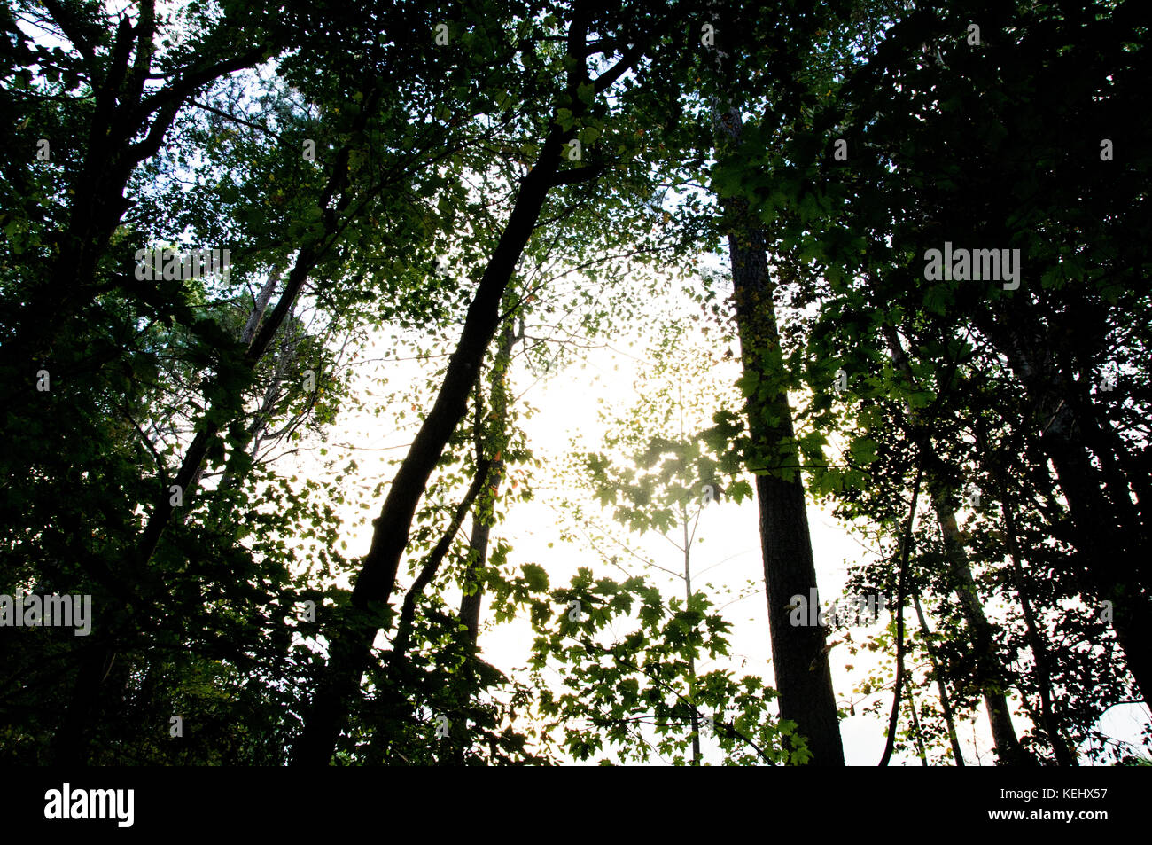 Sehen Sonnenschein durch den dunklen Wald Stockfoto