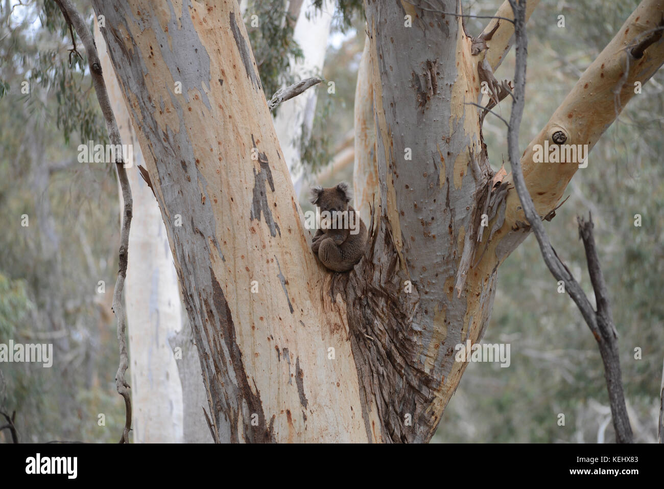 Koalas in den Wäldern von Kangaroo Island, South Australia. Man hört sie durch die Eukalyptusbäume rufen. Ein toller Anblick in Oz. Stockfoto