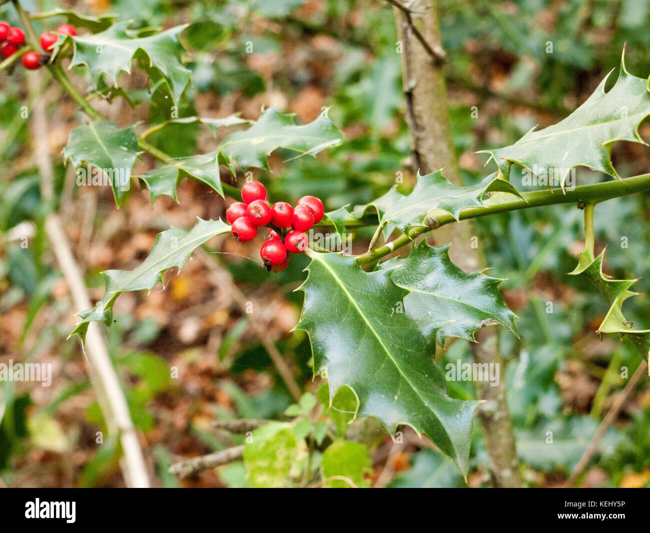 Schone Rote Wachsende Stechpalme Beeren Auf Baum Mit Stacheligen Blatter Treibt Essex England Grossbritannien Stockfotografie Alamy