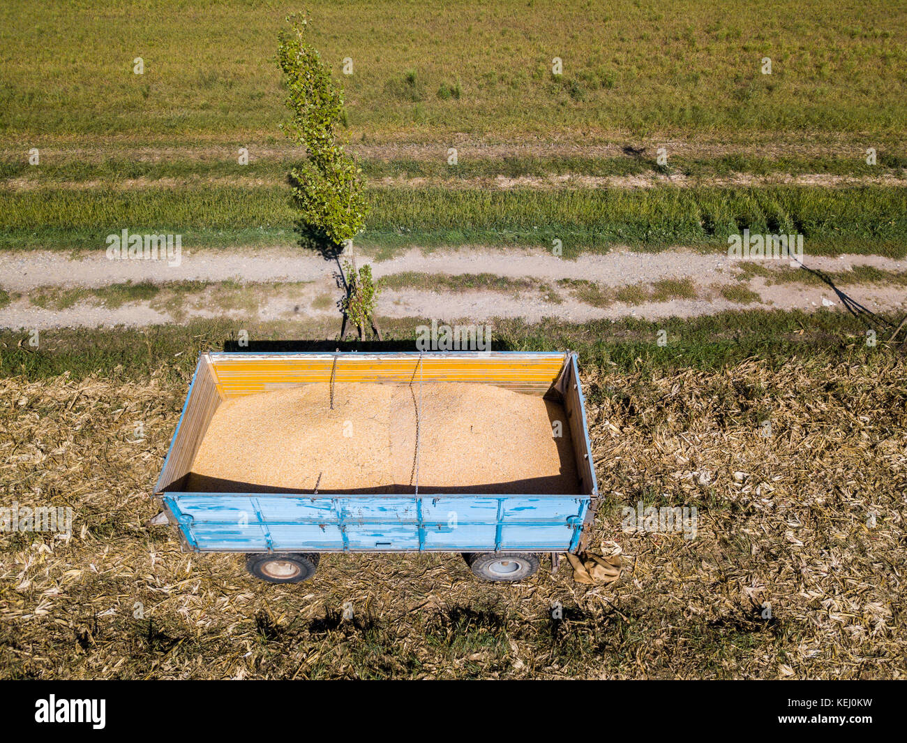 Mais Trailer, zum Ernten von Mais vom Feld mit einem Metallbehälter, Anhänger Stockfoto