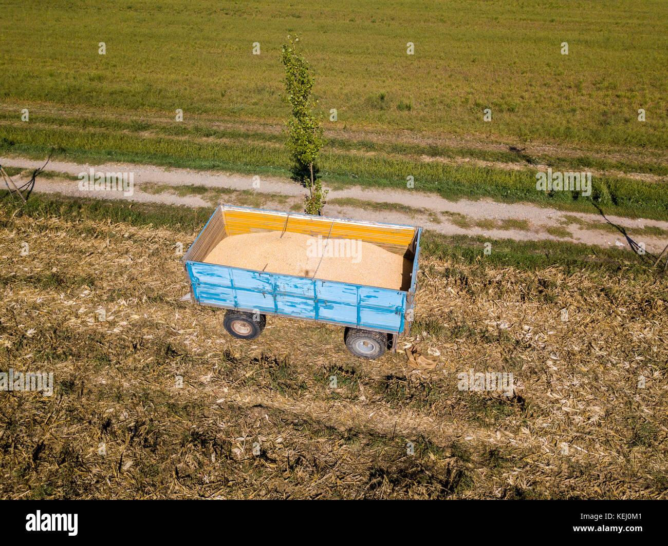 Mais Trailer, zum Ernten von Mais vom Feld mit einem Metallbehälter, Anhänger Stockfoto