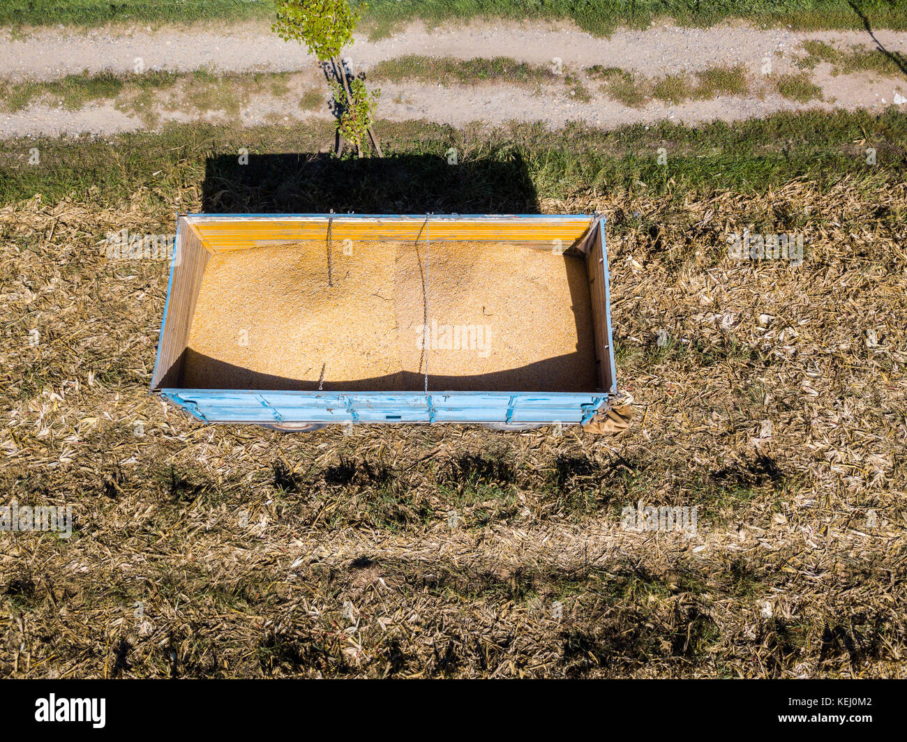 Mais Trailer, zum Ernten von Mais vom Feld mit einem Metallbehälter, Anhänger Stockfoto