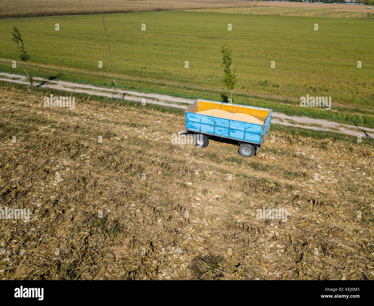 Mais Trailer, zum Ernten von Mais vom Feld mit einem Metallbehälter, Anhänger Stockfoto