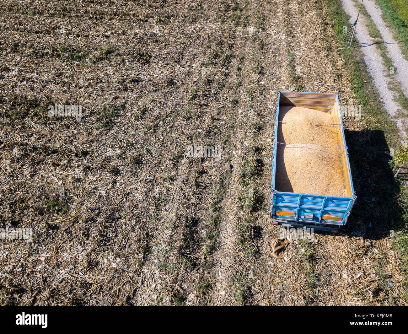 Mais Trailer, zum Ernten von Mais vom Feld mit einem Metallbehälter, Anhänger Stockfoto