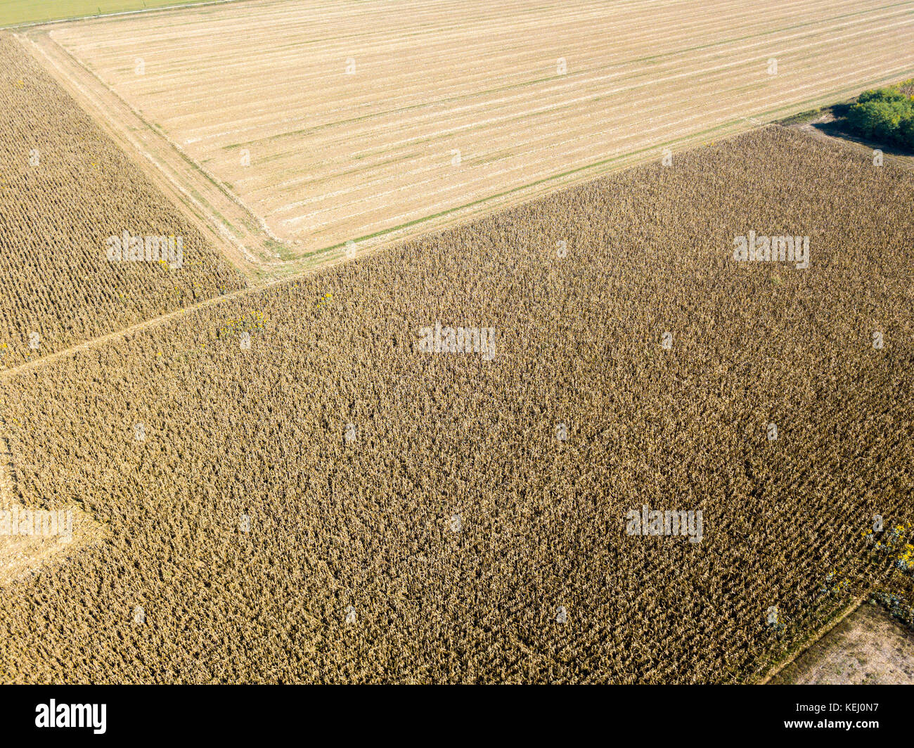 Natur und Landschaft: Luftaufnahme eines Feldes, Anbau, gepflügten Feldes, auf dem Land, Landwirtschaft Stockfoto