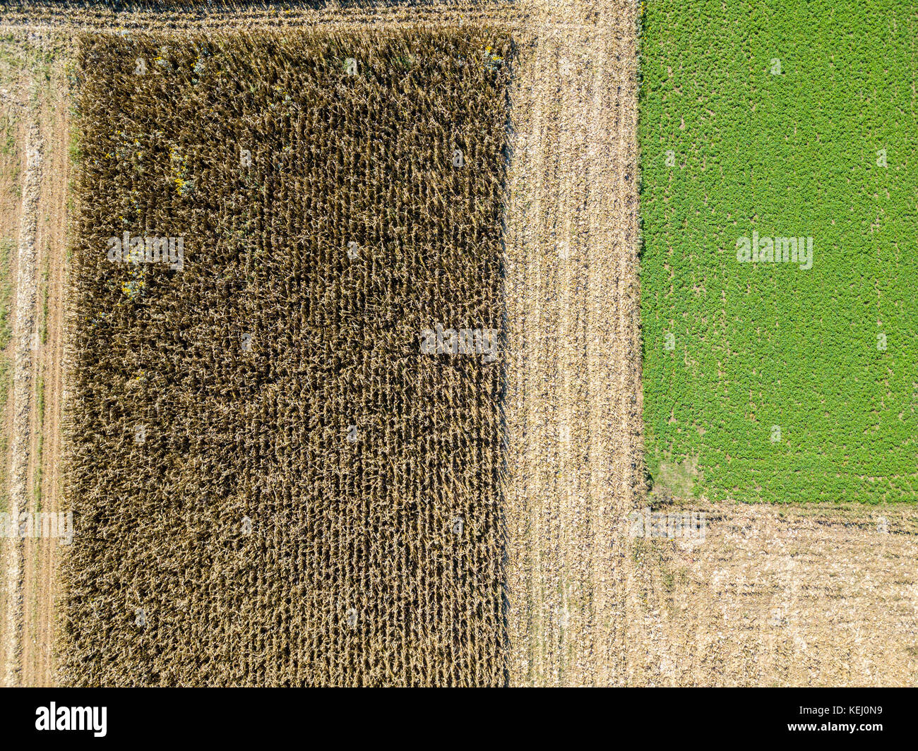 Natur und Landschaft: Luftaufnahme eines Feldes, Anbau, gepflügten Feldes, auf dem Land, Landwirtschaft Stockfoto