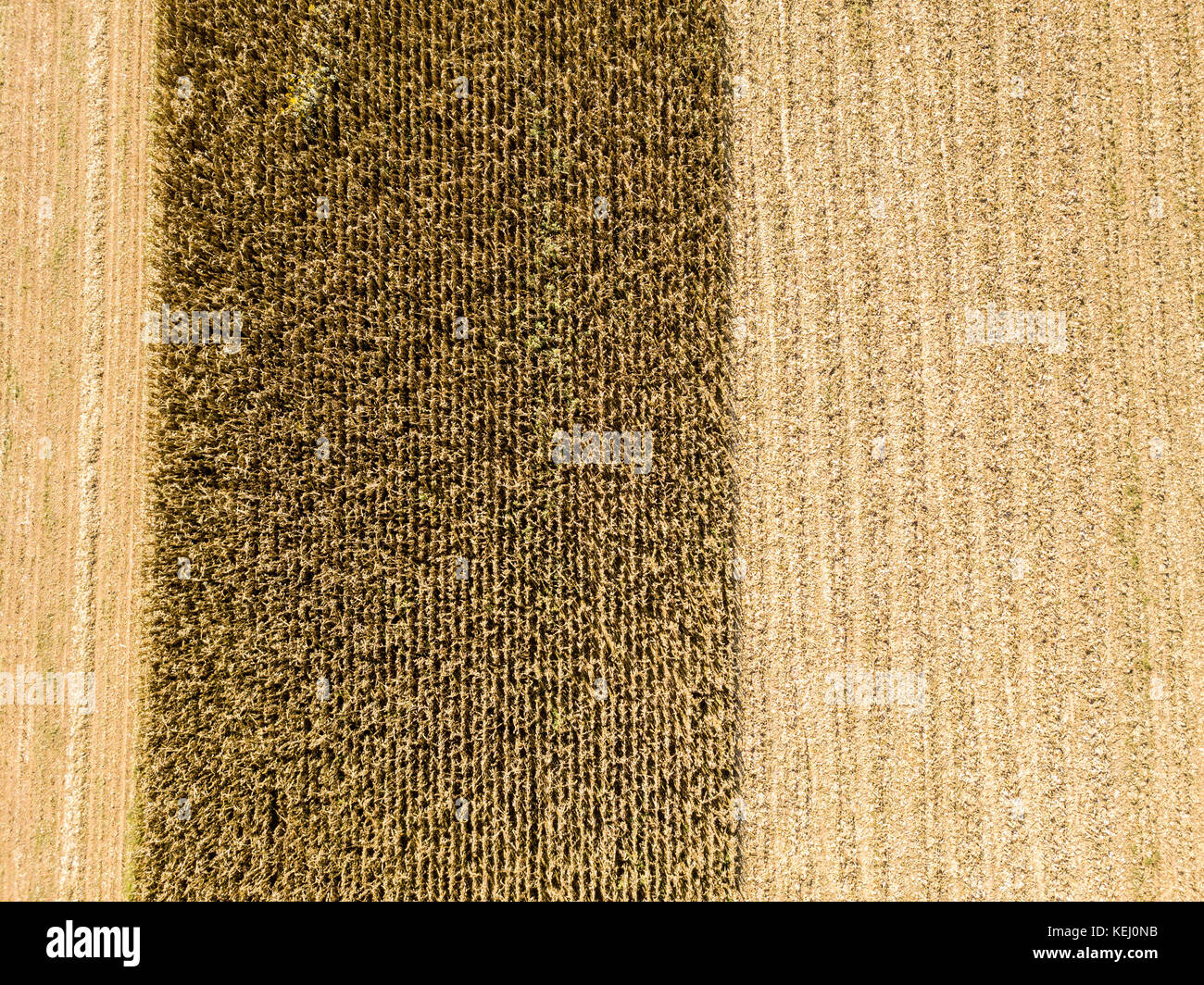Natur und Landschaft: Luftaufnahme eines Feldes, Anbau, gepflügten Feldes, auf dem Land, Landwirtschaft Stockfoto