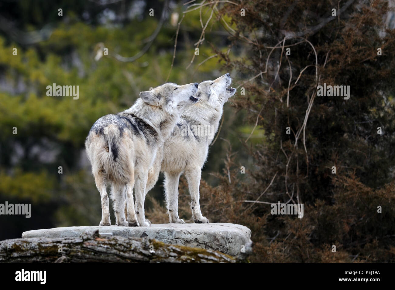 Howling mexikanischen Grauen Wölfen (Canis lupus) Stockfoto