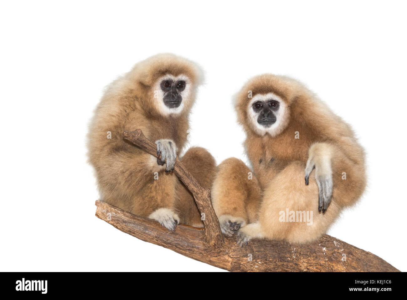 Ein paar der Lar, oder Weiß-handed Gibbons (Hylobates lar), Captive, auf weißem Hintergrund. Stockfoto