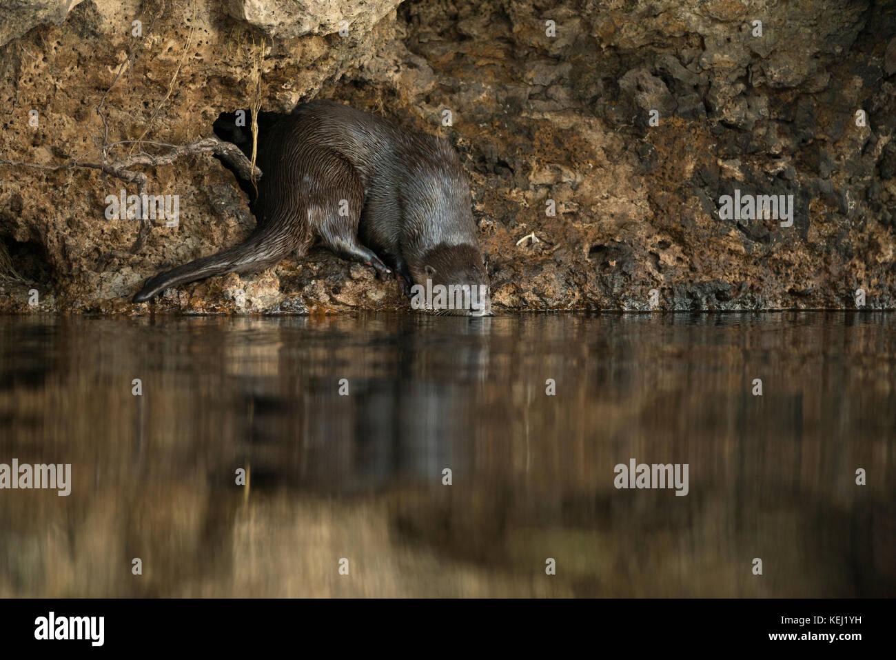 Ein NEOTROPISCHER River Otter ins Wasser im südlichen Pantanal, Brasilien Stockfoto
