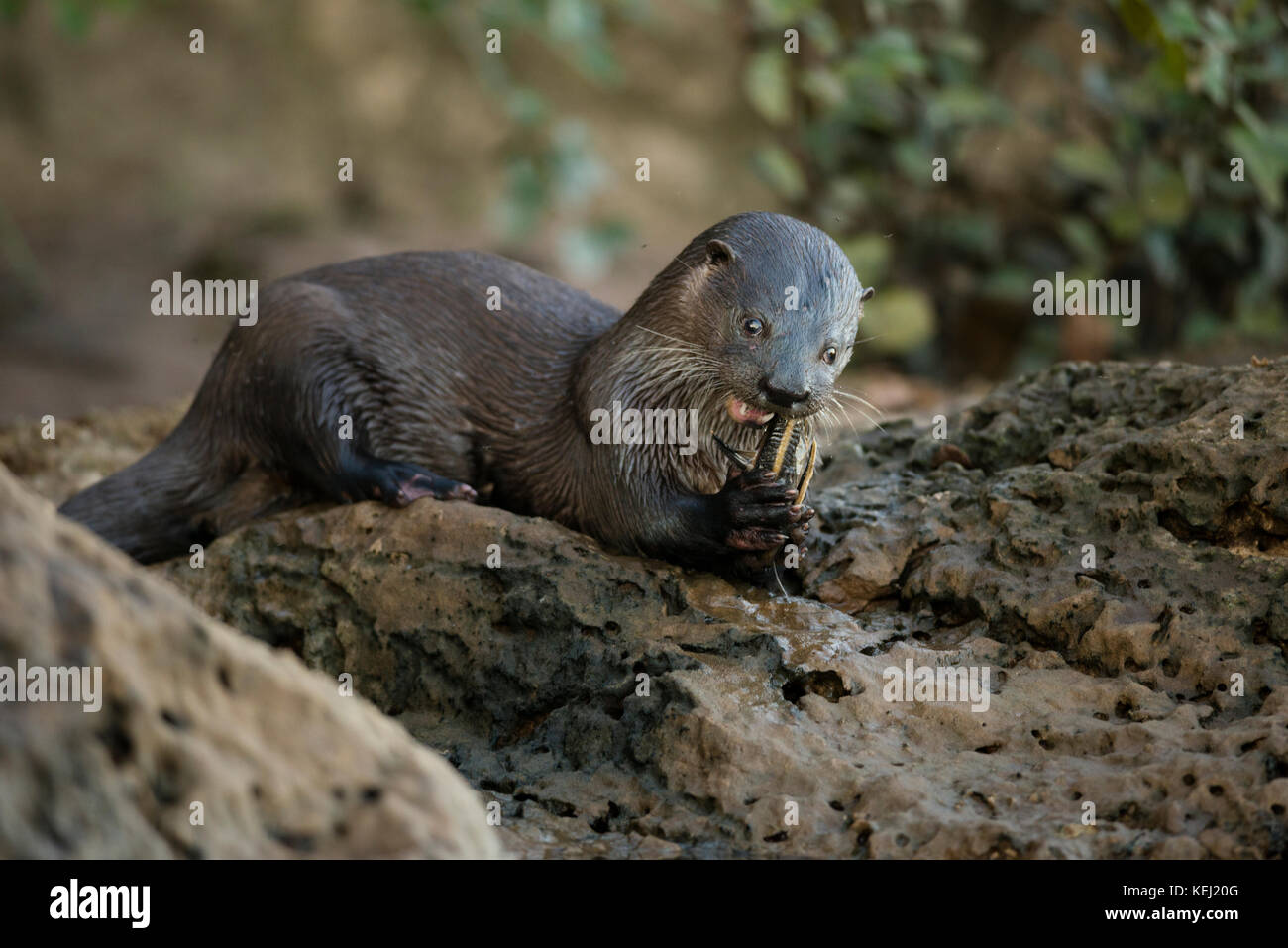 Neotropischer River Otter essen ein Wels im südlichen Pantanal, Brasilien Stockfoto