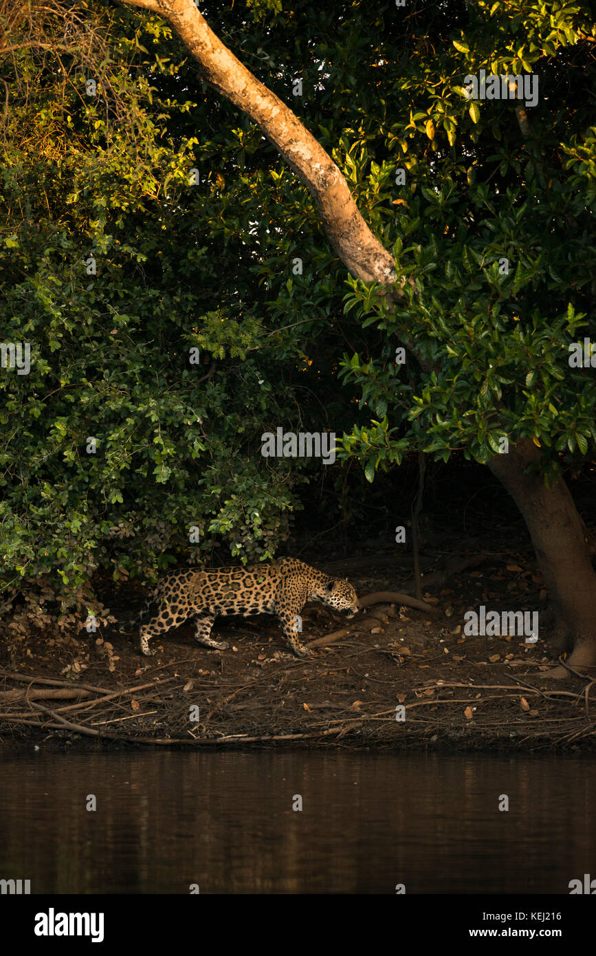 Ein Jaguar auf der Küstenlinie von einem Fluss im Pantanal, Brasilien Stockfoto