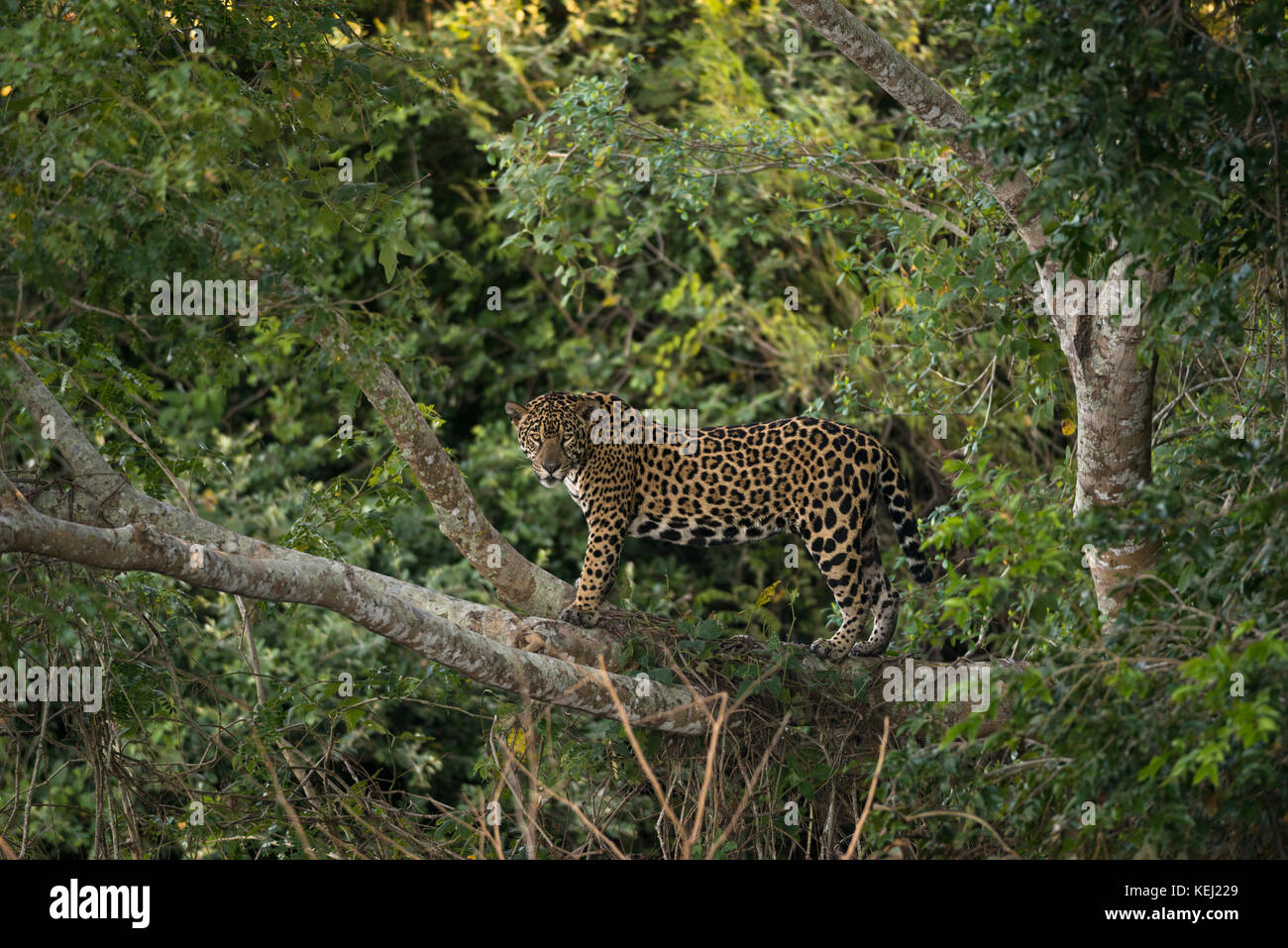 Ein Jaguar auf einem Baum im Norden des Pantanal, Brasilien Stockfoto