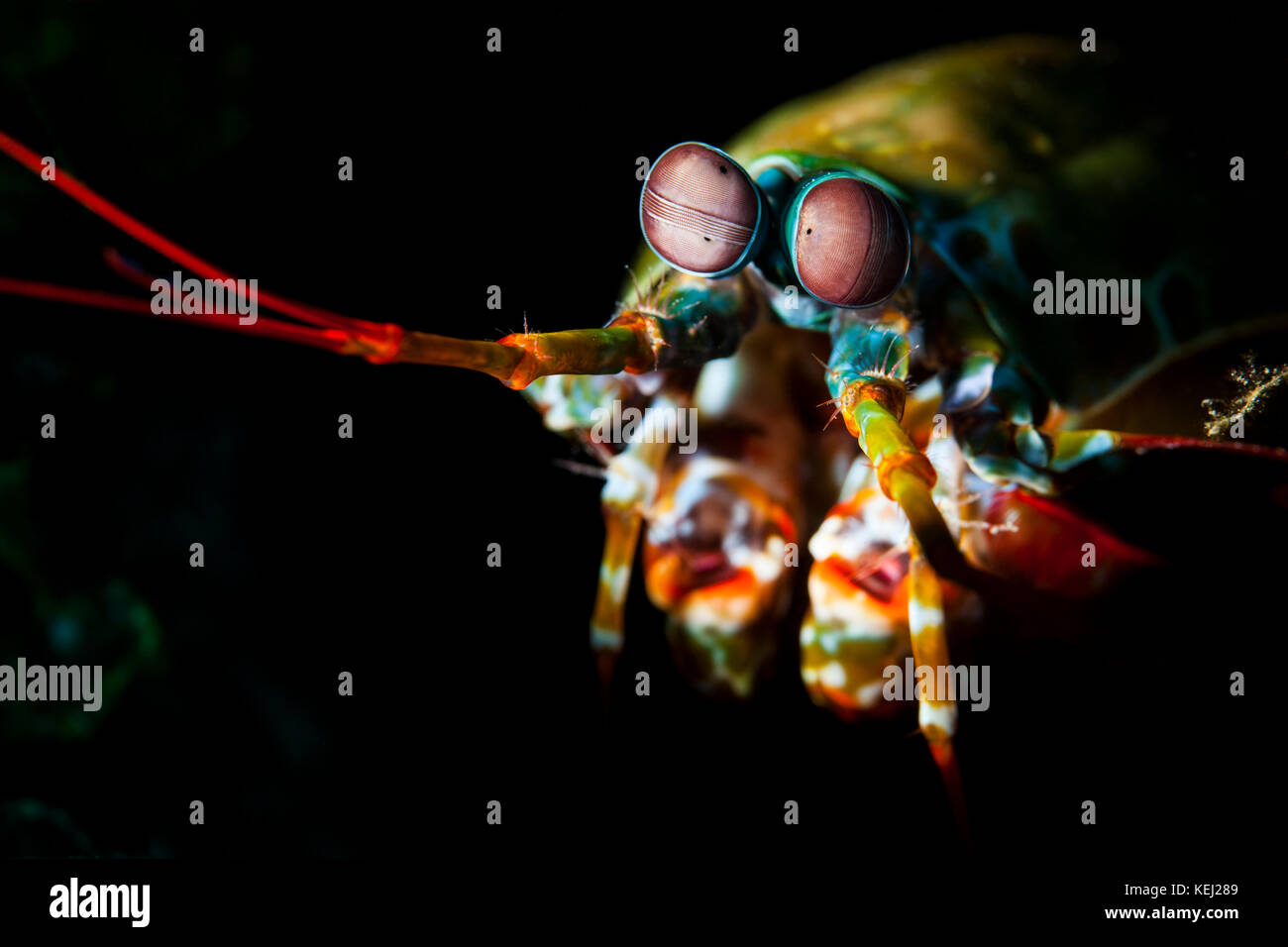 Odontodactylus scyllarus, wie der Pfau mantis Shrimp, Harlekin mantis Shrimp bekannt, lackiert mantis Shrimps, oder clown Mantis shrimp Stockfoto