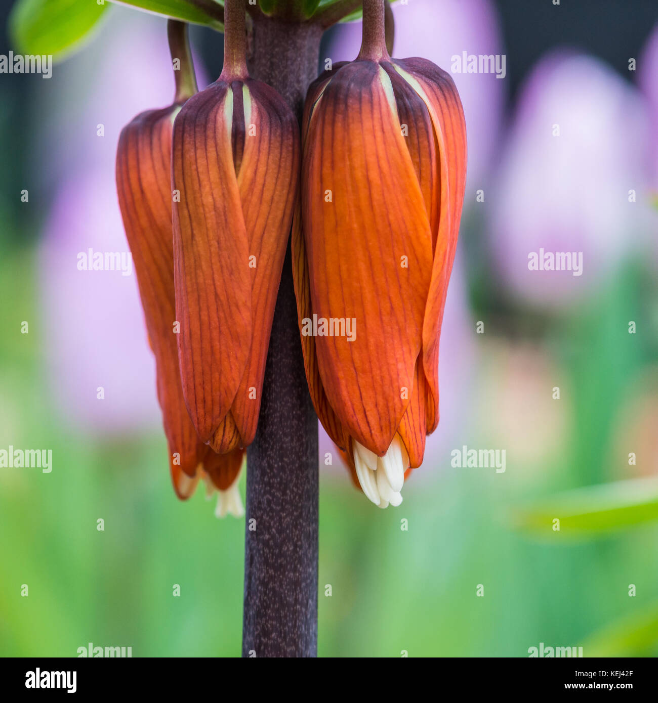 Eine Makroaufnahme einer Kaiserkrone fritillary blühen. Stockfoto