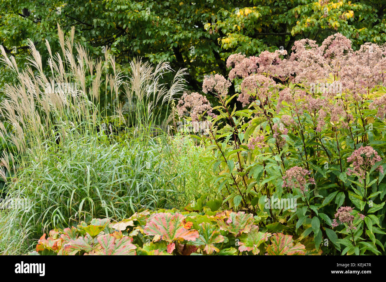 Chinesische silber Gras (MISCANTHUS) und Joe - pye Unkraut (eupatorium) Stockfoto