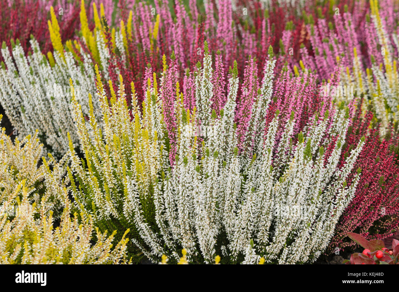 Gemeinsame Heidekraut (Calluna vulgaris 'Beauty Ladies') Stockfoto