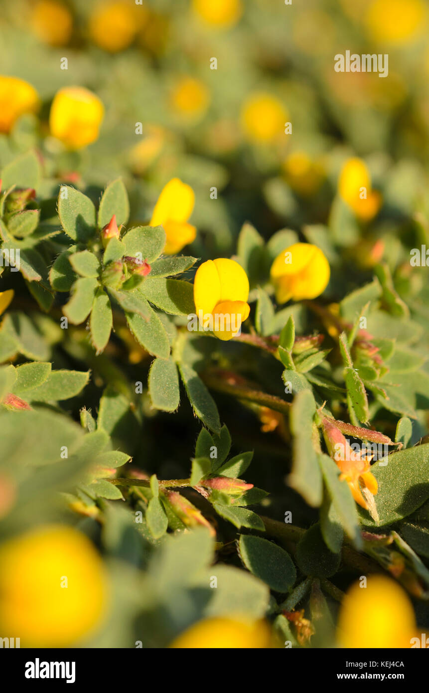 Die chilenischen Vogel-foot Trefoil (acmispon wrangelianus) Stockfoto