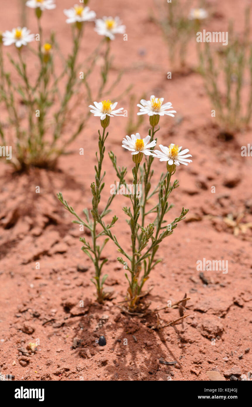 Rose Heide (chaetopappa ericoides) Stockfoto