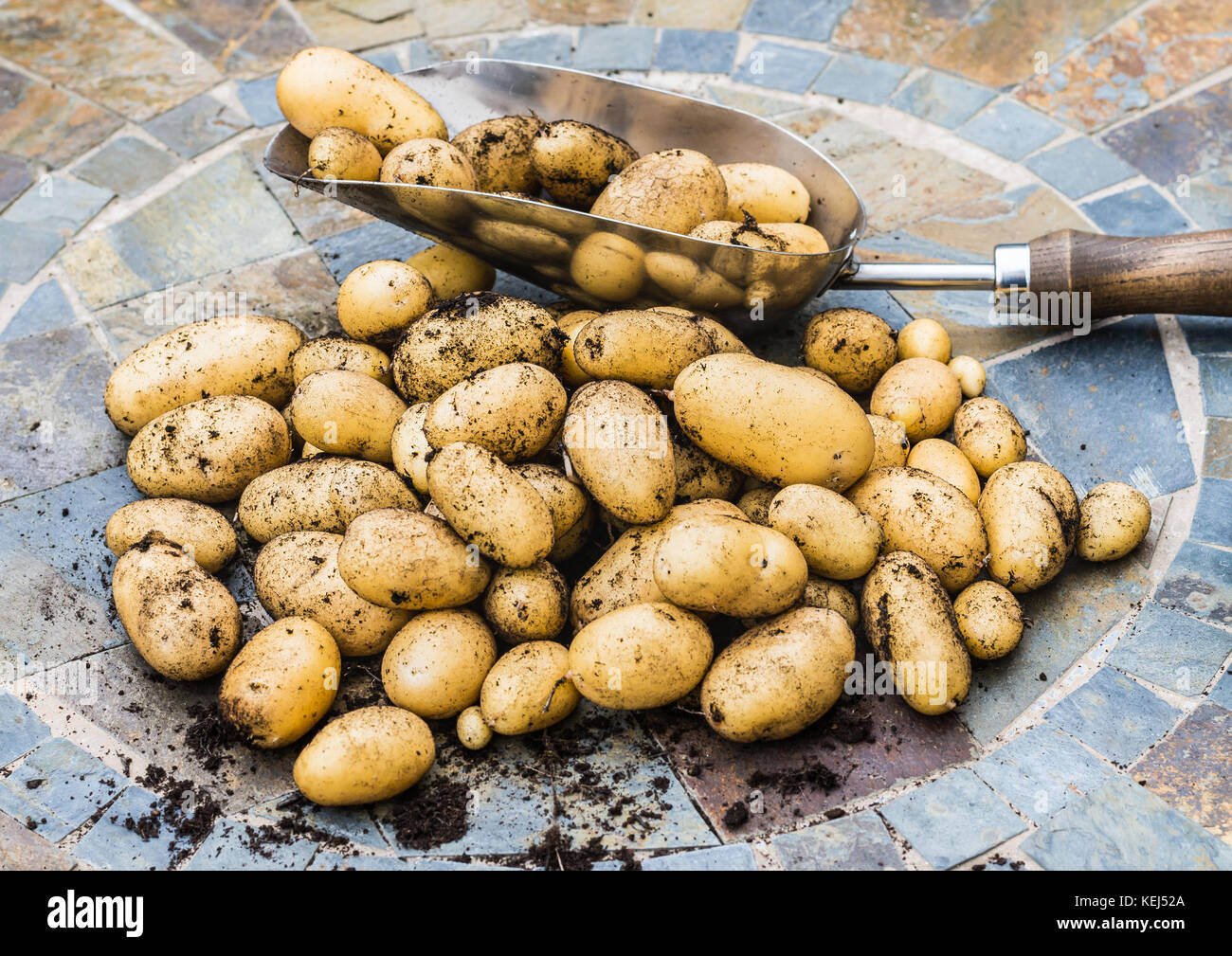 Ein Schuss von einigen neuen Charlotte Kartoffeln. Stockfoto