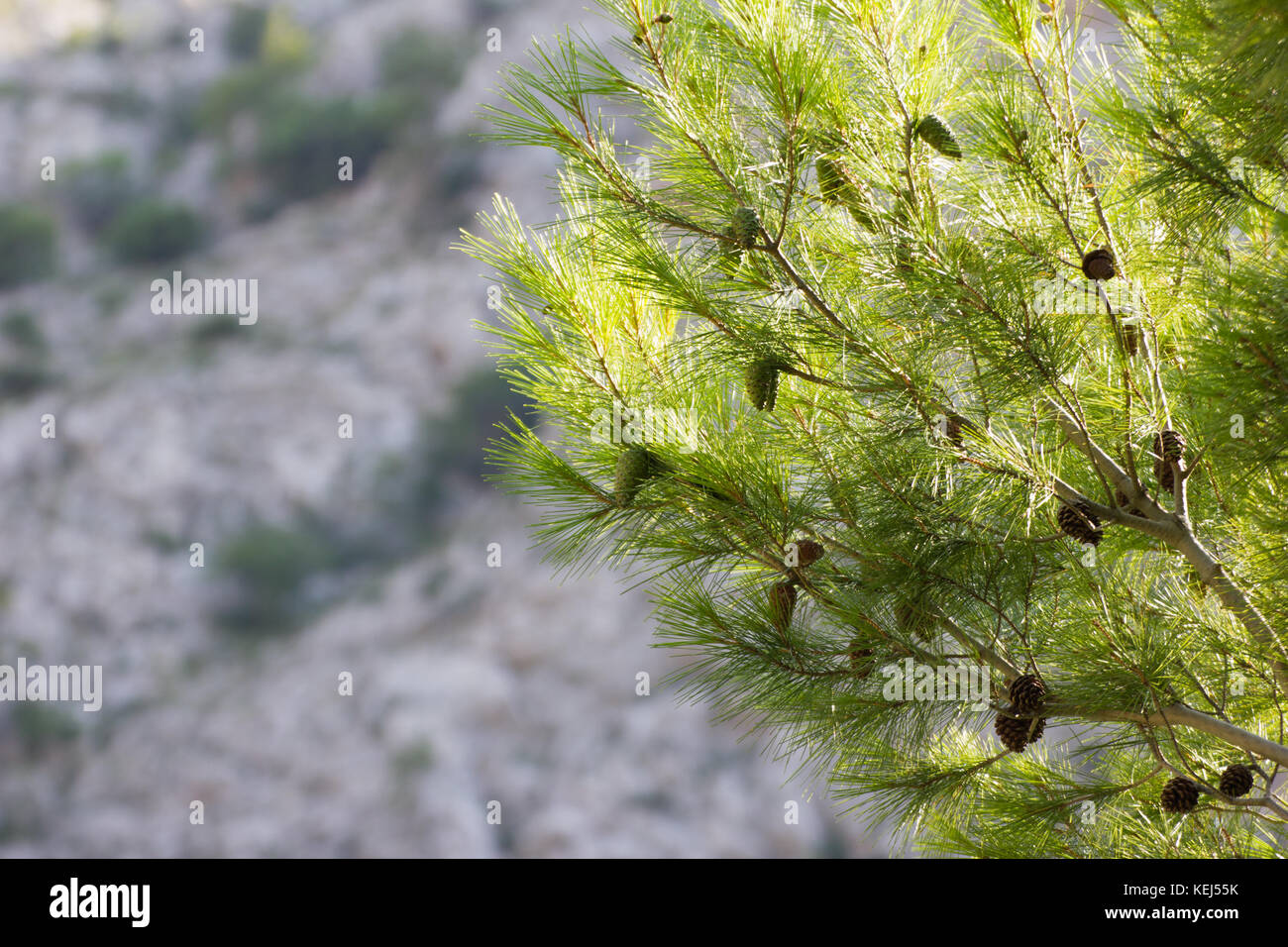 Tannenzapfen gewann einen Zweig mit unscharfen Rocky Hintergrund Stockfoto