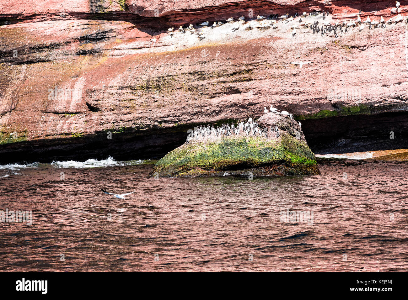 Closeup Herde von vielen Gryllteisten thront auf Felswand wie Pinguine durch die Insel Bonaventure Klippe in Perce, Gaspesie, Quebec Gaspe region, können Stockfoto