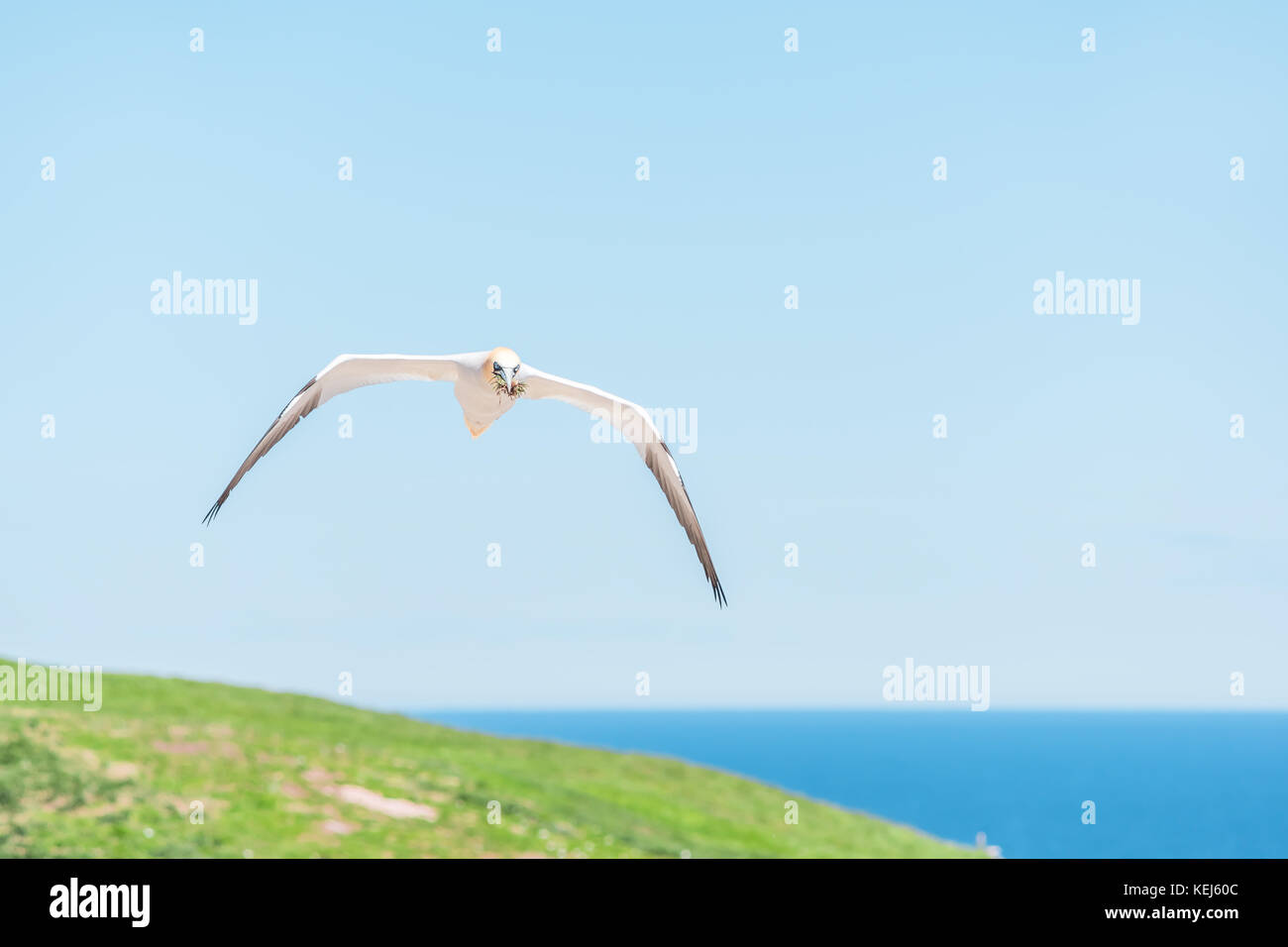 Nahaufnahme eines isolierten weißen Gannett Vogel tragen Nestmaterial Gras und Reisig auf die Insel Bonaventure in Perce, Quebec, Kanada durch Gaspesie, Gaspe Stockfoto