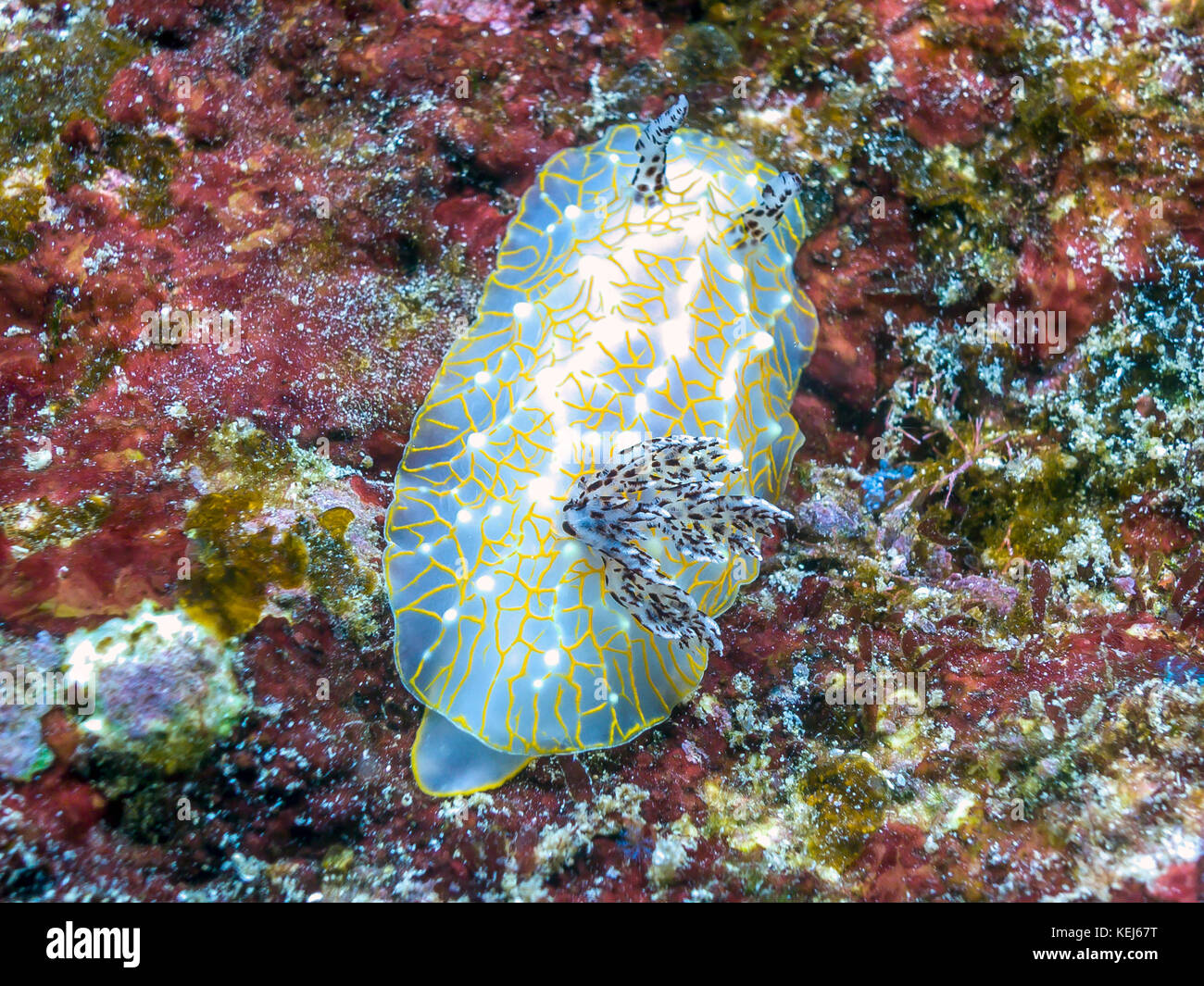 Nacktschnecken, Nacktschnecken und Mitglieder der Klasse gastropoda im Stamm Mollusca Stockfoto
