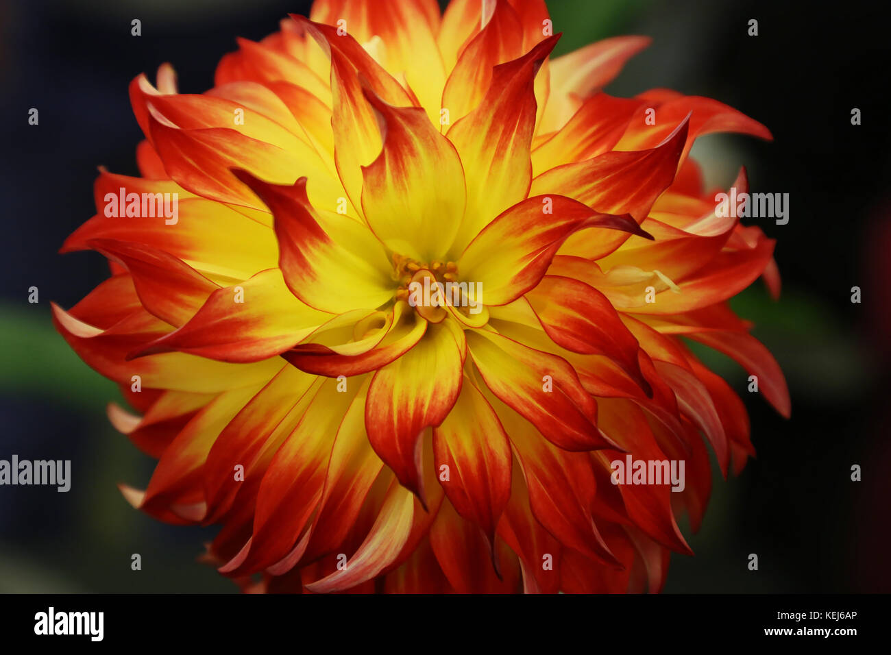 Dahlien kommen in einer Vielzahl von Farben, Formen und Größen, aber Sie sind immer spektakulär Stockfoto