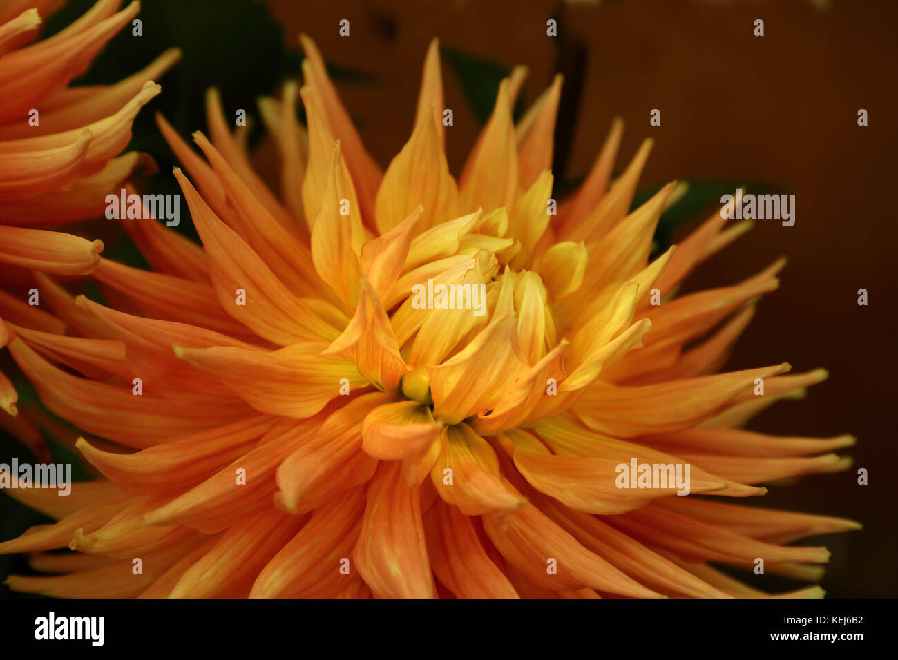 Dahlien kommen in einer Vielzahl von Farben, Formen und Größen, aber Sie sind immer spektakulär Stockfoto