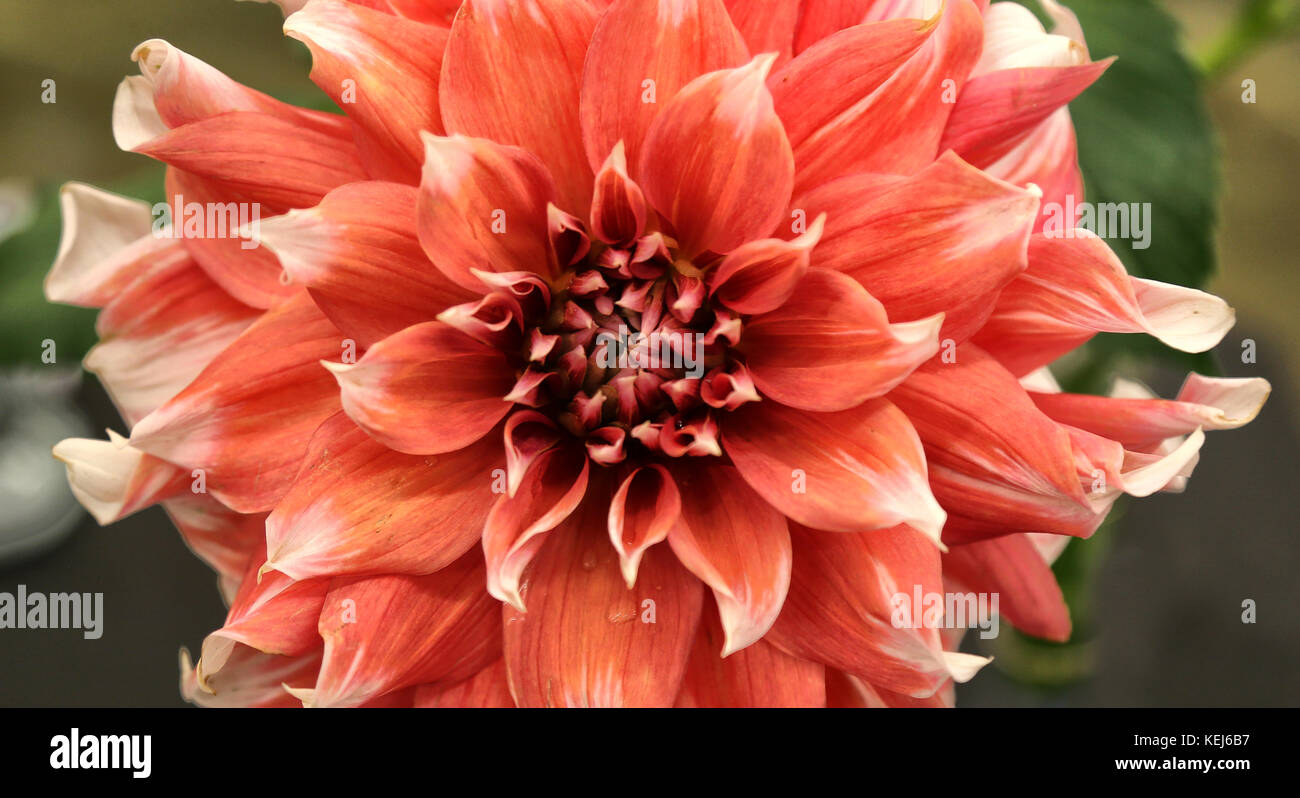 Dahlien kommen in einer Vielzahl von Farben, Formen und Größen, aber Sie sind immer spektakulär Stockfoto