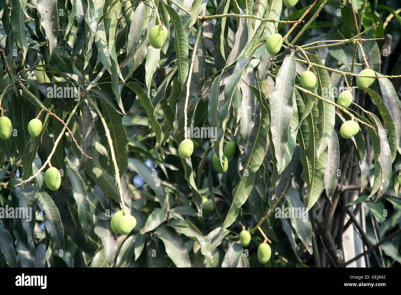Grüne, unreife mango Früchte hängen in einem Baum Stockfoto