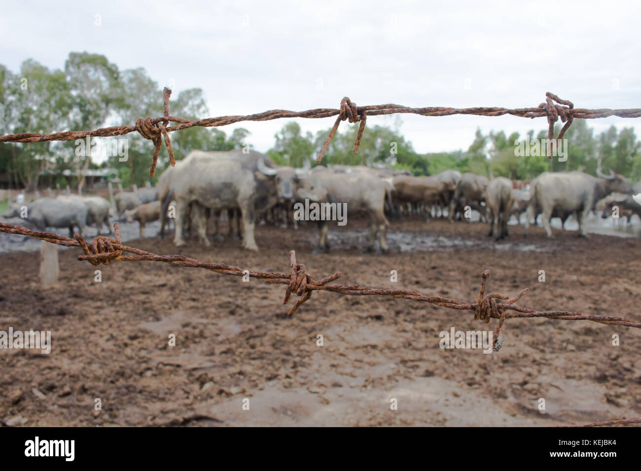 Büffel im Fahrerlager, Porträt Foto Konzept über die Freiheit. Stockfoto