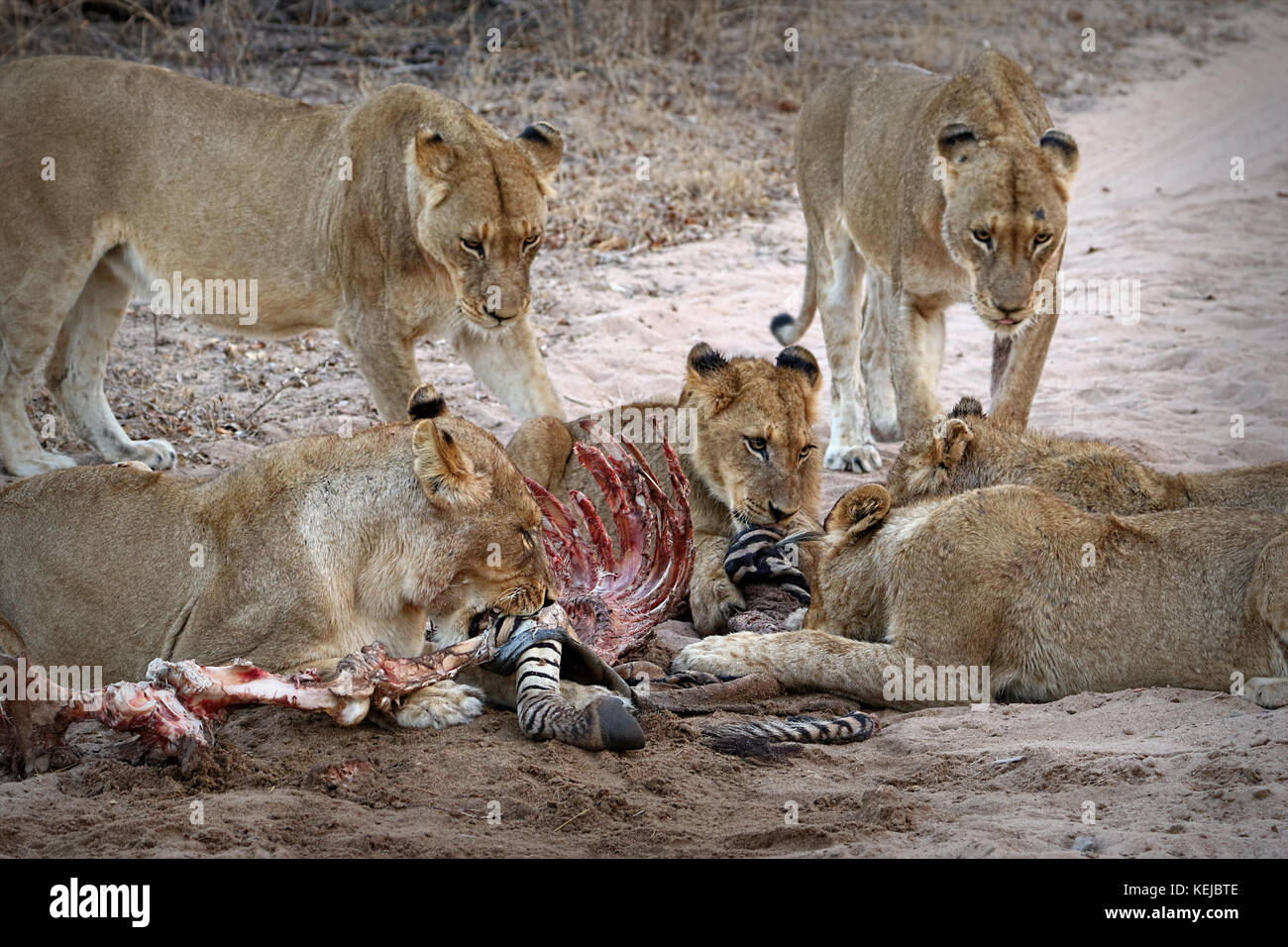 Packung mit South African lions Essen an einem getötet Zebra im Krüger National Park, Südafrika Stockfoto
