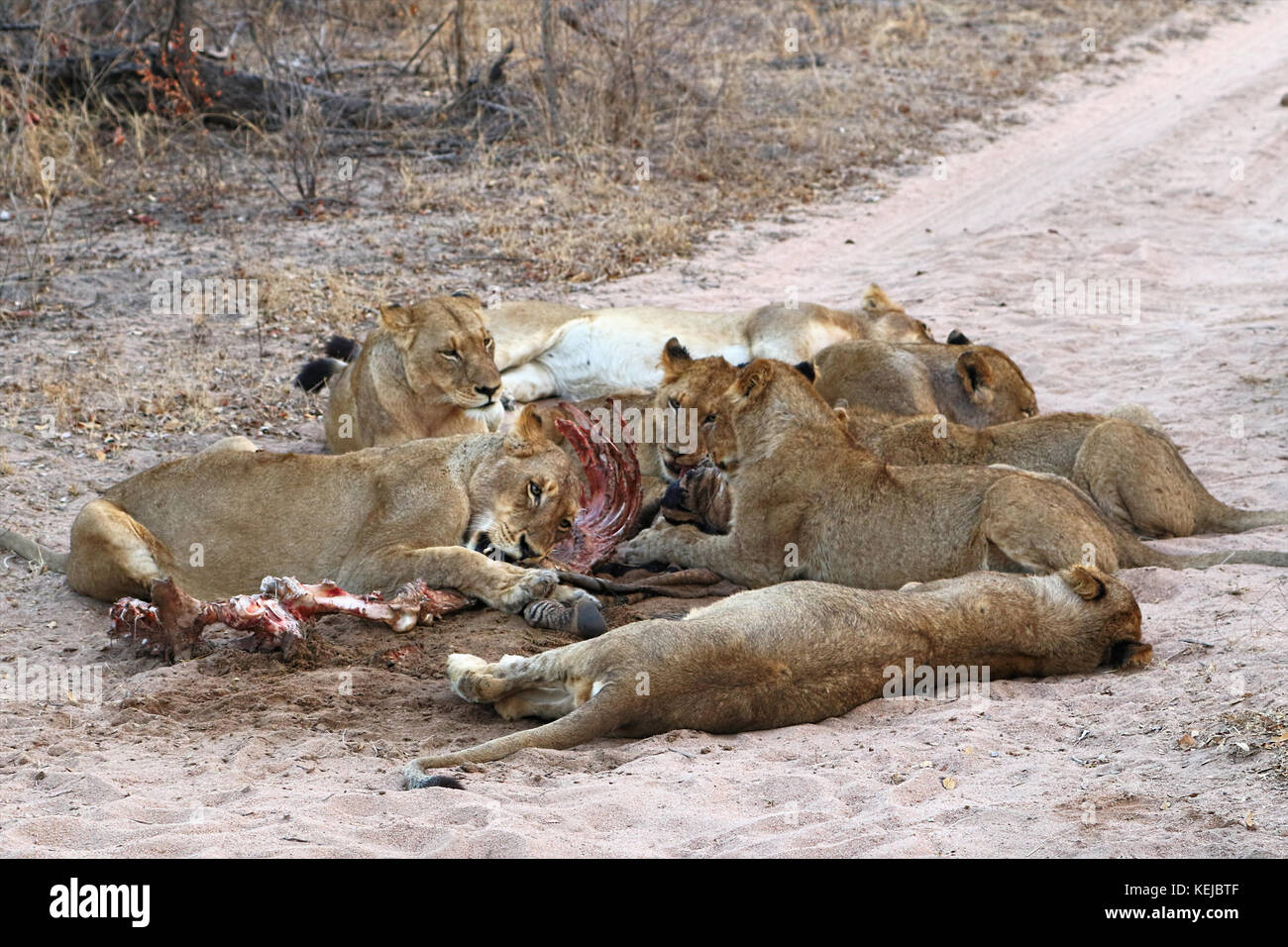 Packung mit South African lions Essen an einem getötet Zebra im Krüger National Park, Südafrika Stockfoto