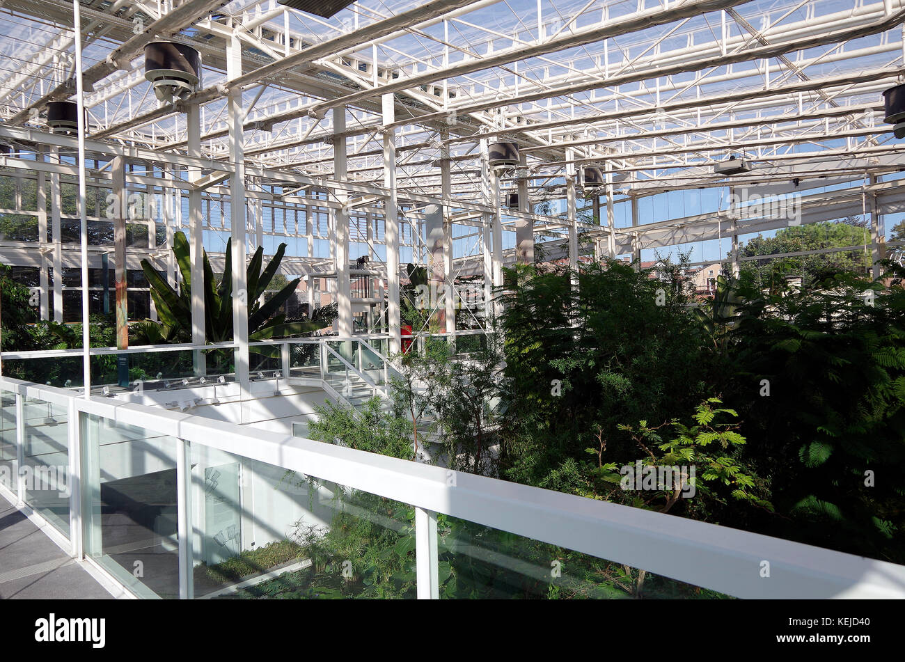 Orto Botanico di Padova, Padua botanischen Garten, der weltweit älteste, in Padu, Italien, Interieur des Sub-tropischen Asien & Afrika Zone Stockfoto