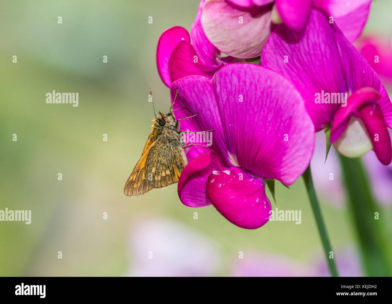 Eine Makroaufnahme eines großen skipper Schmetterling Pollen sammeln von einem rosafarbenen Sweet Pea. Stockfoto