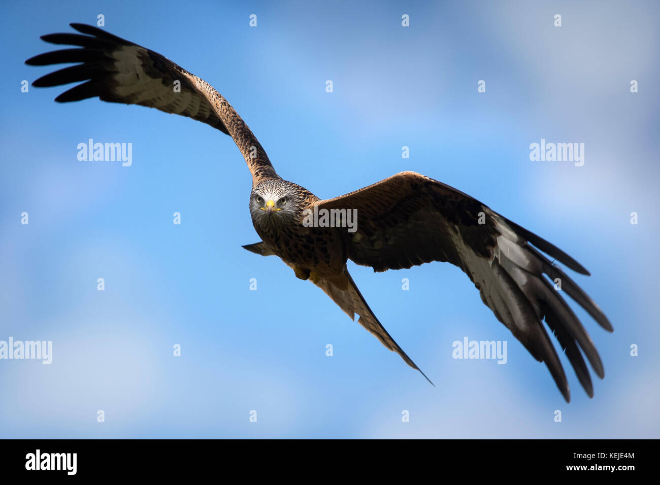 Rotmilan im Flug Stockfoto