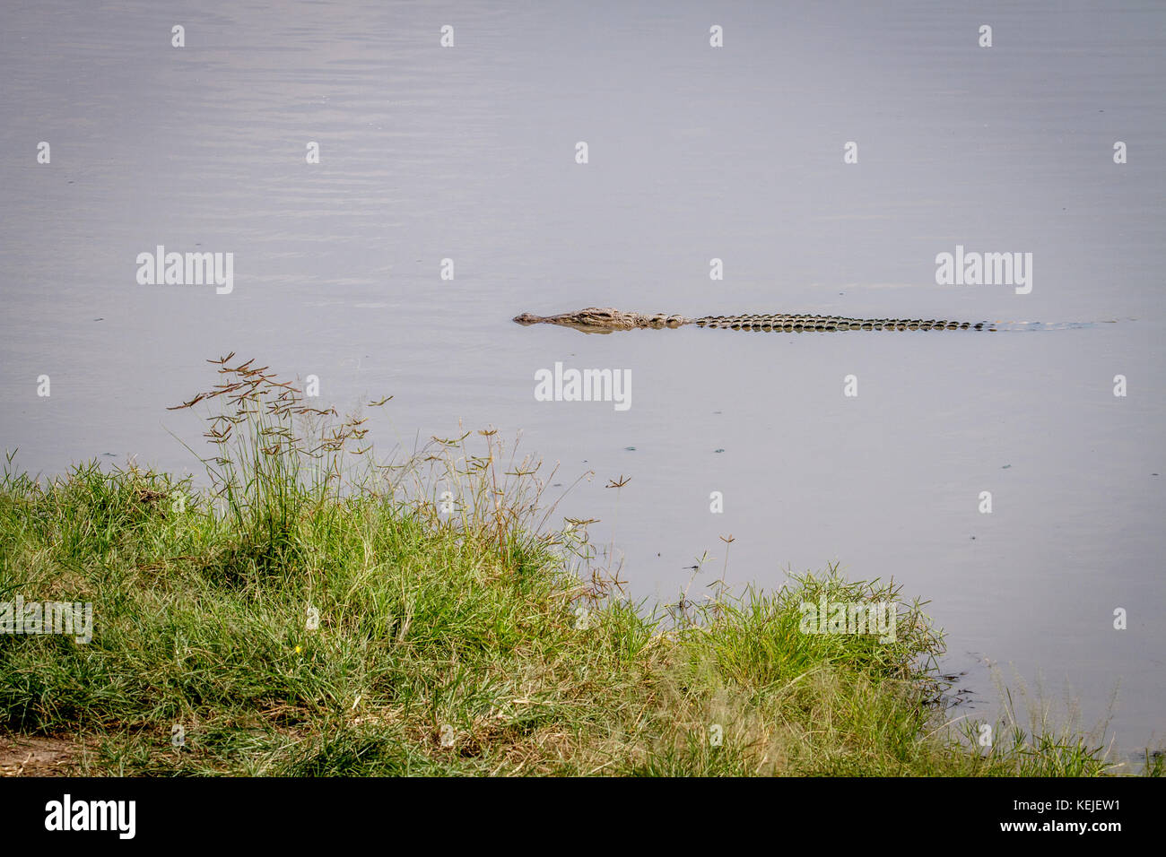 Nil Krokodil in einem Stausee in der Hwange National Park, Zimbabwe. Stockfoto