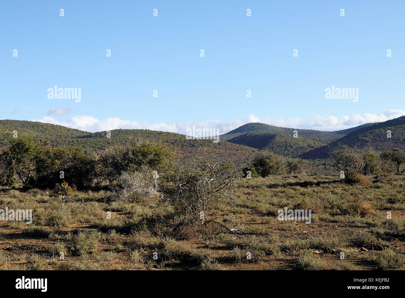 Offene Landschaft von Addo Elephant National Park im Sommer, Südafrika Stockfoto