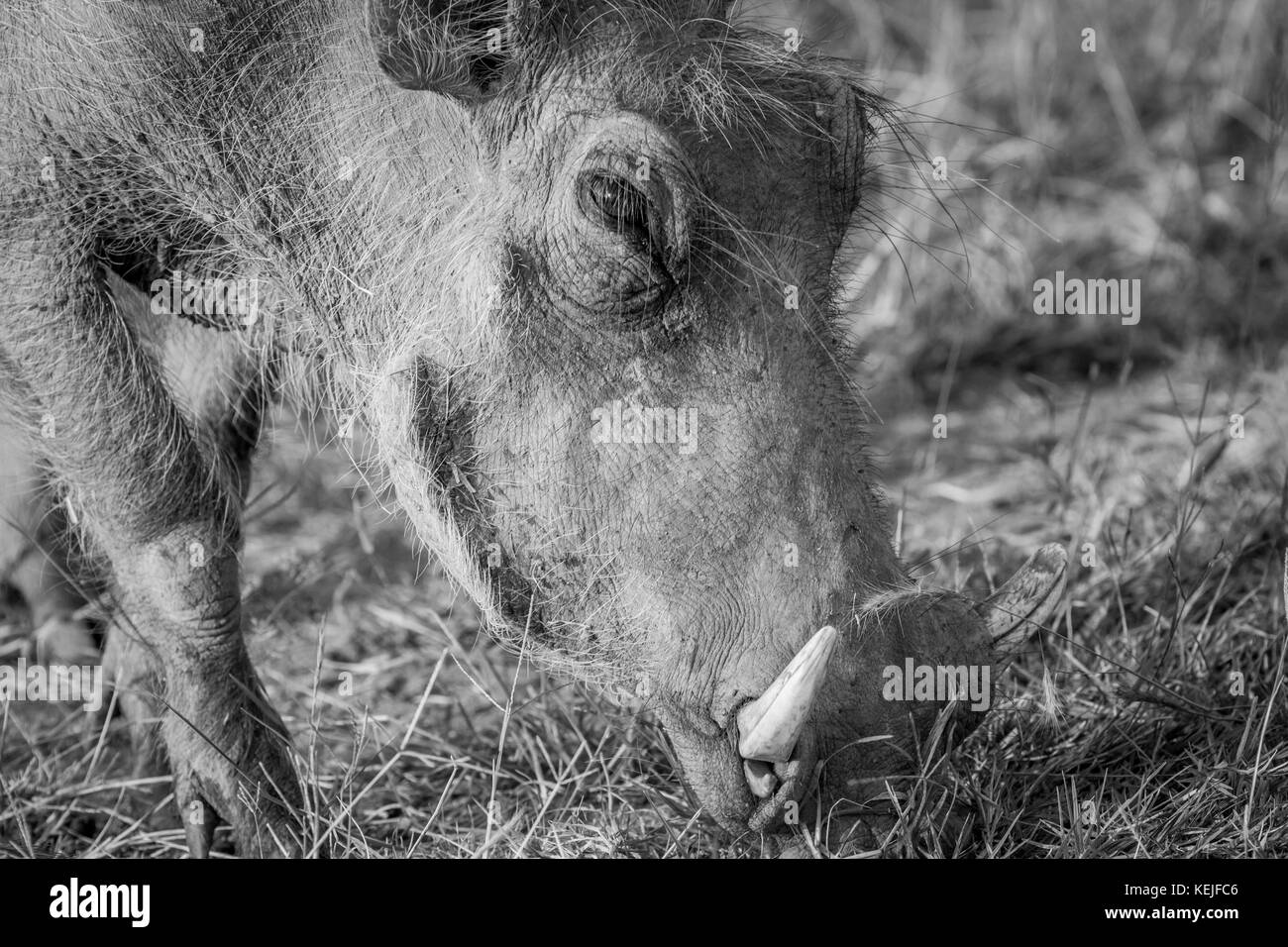 Nahaufnahme eines Warzenschwein Essen in Schwarz und Weiß im Pilanesberg National Park, Südafrika. Stockfoto